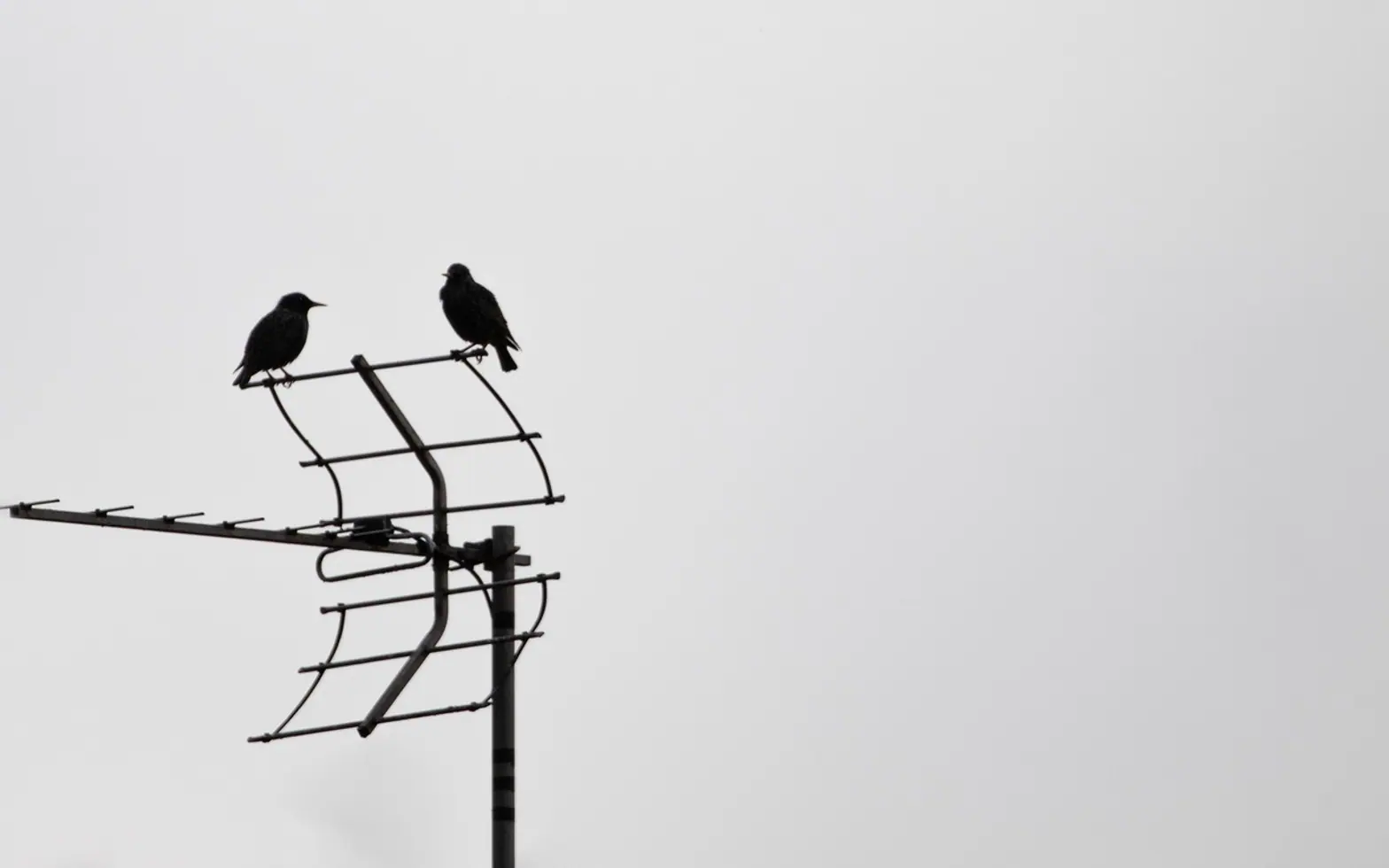 Starlings on an aerial, aerial and tv aerial